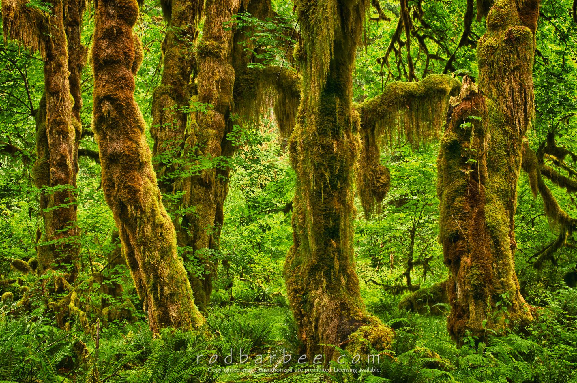 Barbee_110716_3_7925_HDR |  Maple grove, Hall of Mosses Trail, Hoh rainforest, Olympic National Park, WA