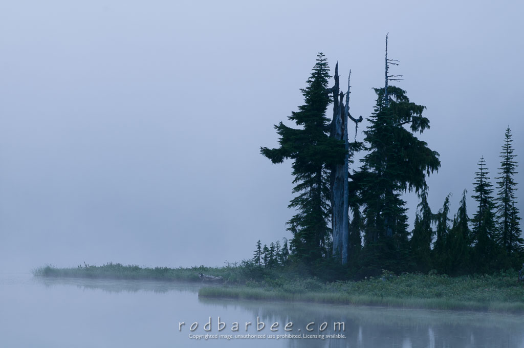 Barbee_090806_3_2013 | Trees in the fog, early morning on Reflection Lake 