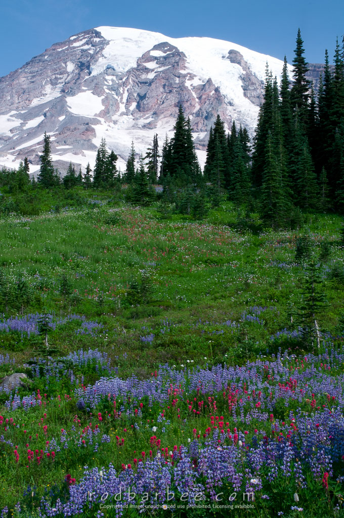 Barbee_090806_3_2077 | Wildflowers and Mt. Rainier from Paradise. 