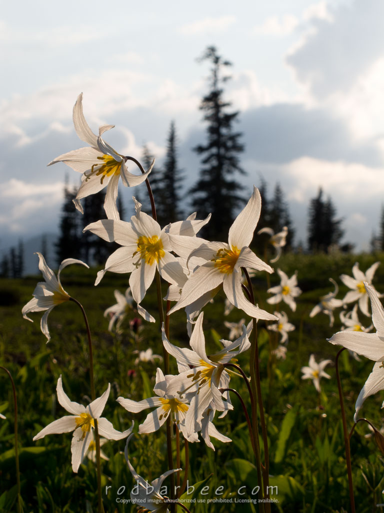 Barbee_100803_G11_0967 | Avalanche Lilies 