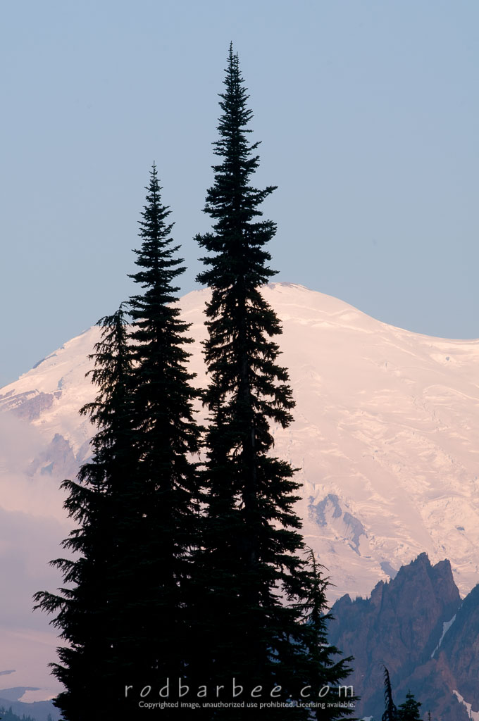Barbee_100804_3_5203 | Trees silhouetted agains Mt. Rainier, early morning 