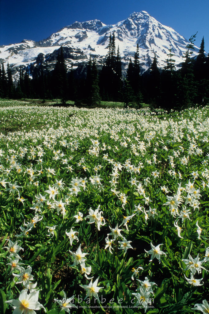 Barbee_10302 | Mt. Rainier and Indian Henry's Hunting Grounds. Avalanche lilies in foreground. Mt. Rainier National Park, WA 