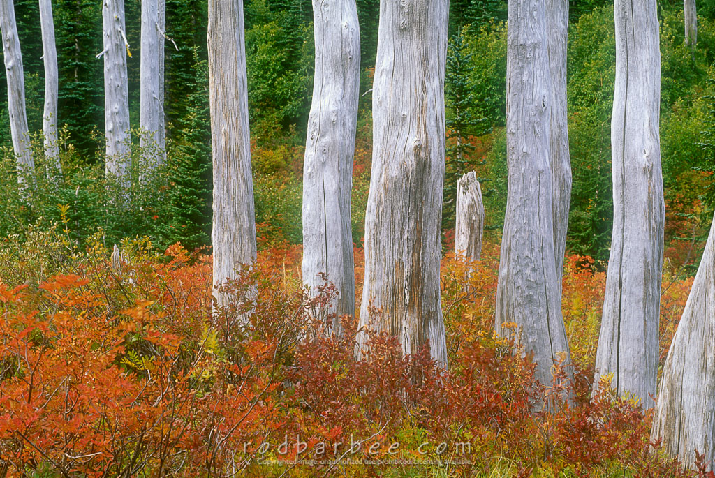 Barbee_11321_4x6adobergb | Dead subalpine fir trunks in fall color, Mt. Rainier National Park 