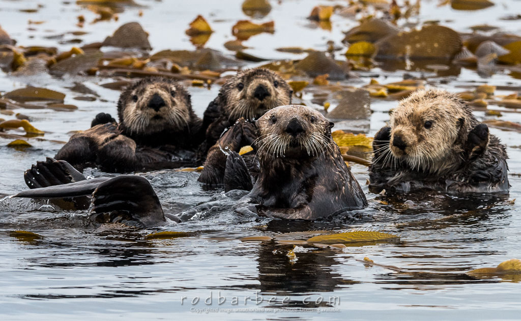 Barbee_160805_7326 | Sea otters 