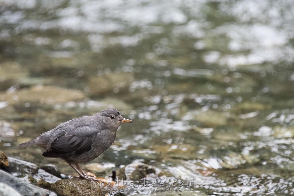 Barbee_160807_8571 | American Dipper on Indian River 