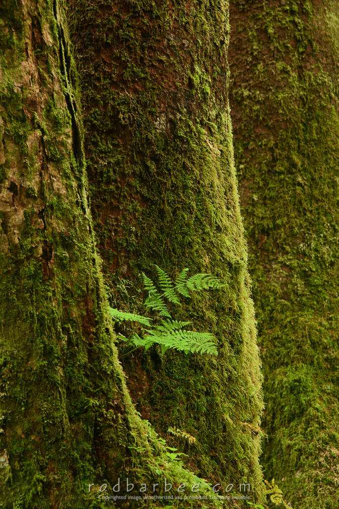 Barbee_160807_8649 | Fern and Sitka Spruce trunks 