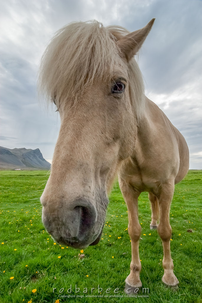 Barbee_120815_2_6200 | Icelandic horse at Lystidalur Farm 