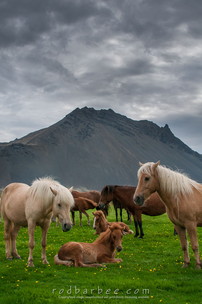 Barbee_120815_3_7423 | Icelandic horses at Lystidalur Farm 