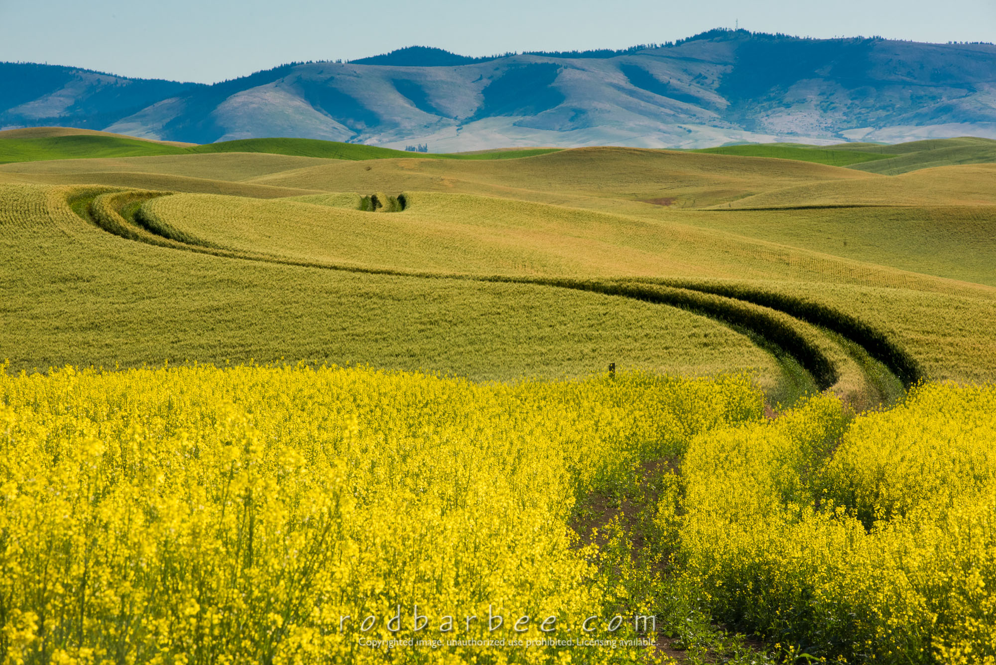 Barbee_160626_5281 |  Tractor path through field of canola, Oaksdale, WA