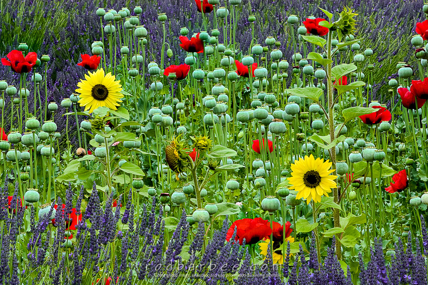 Barbee_070713_2_9993_4x6 |  Sunflowers, poppies, and lavender, Jardin du Soliel Lavender Farm, Sequim, WA