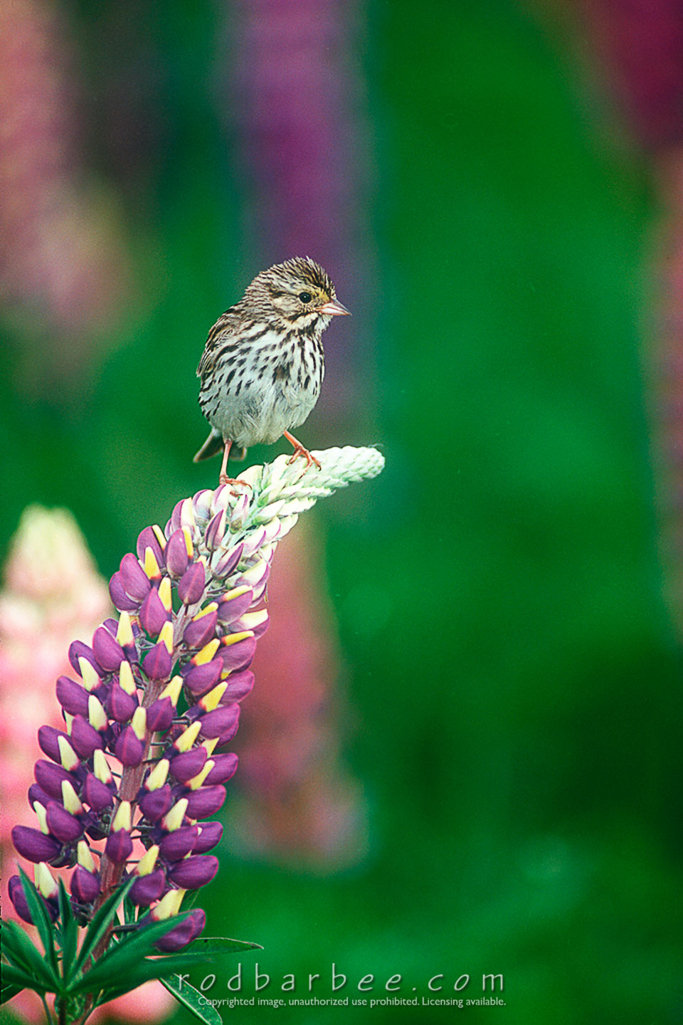 Barbee_11458 sparrow |  Sparrow on Lupine