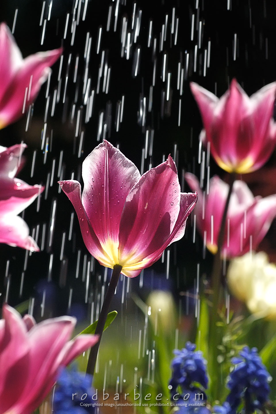 Barbee_12468-tulip in the rain 4x6 |  Tulips in the Rain