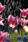 Barbee_12468-tulip-in-the-rain-4x6.jpg