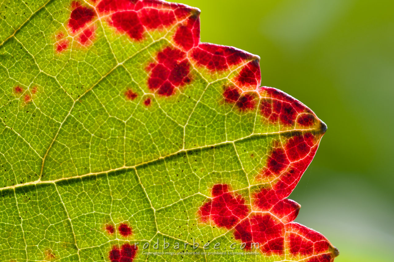 Barbee_081021_3_8576 |  Grape leaf detail, Archery Summit Winery