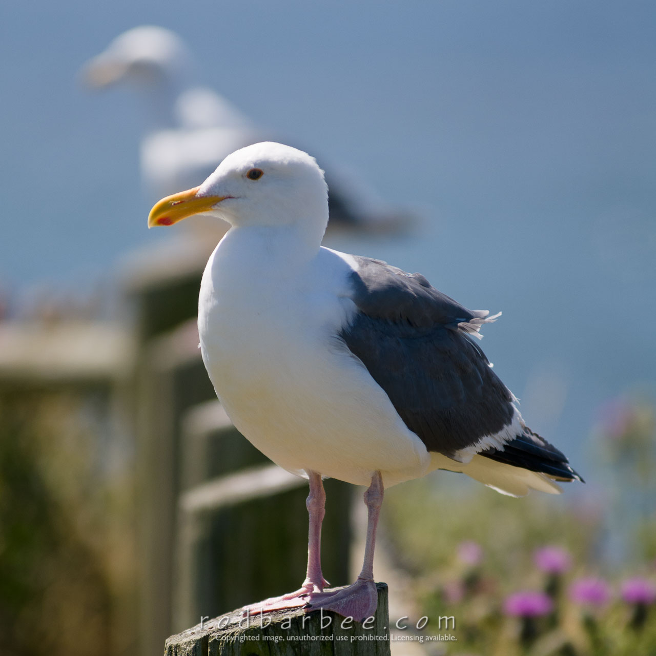 Barbee_110817_3_2050 |  Sea Gulls at Boiler Bay State Park, OR