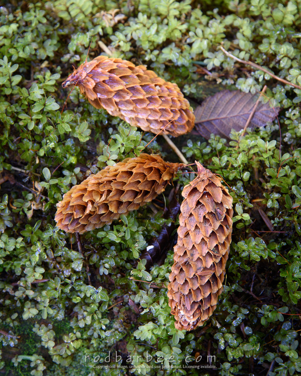 Barbee_150809_3957  | Syntax Error: unexpected symbol near 'then' Spruce cones on mossy log. Forest floor detail. Sitka, Alaska
