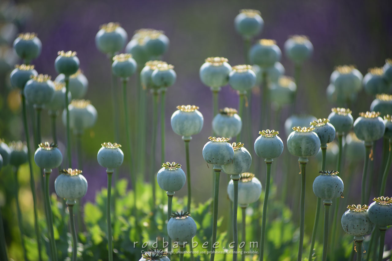 Barbee_170715_1809 |  Poppy pods, Jardin du Soleil Lavender farm, Sequim, WA