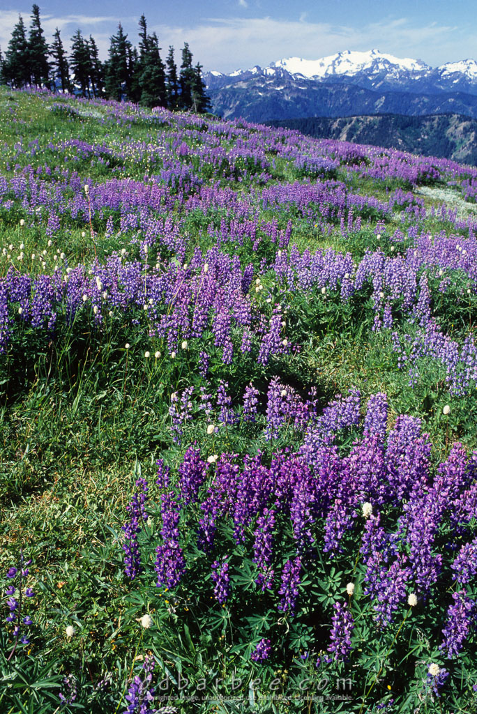 Barbee_10265 | Lupine field with Mt. Olympus in the background, Hurricane Ridge, Olympic National Park, WA.