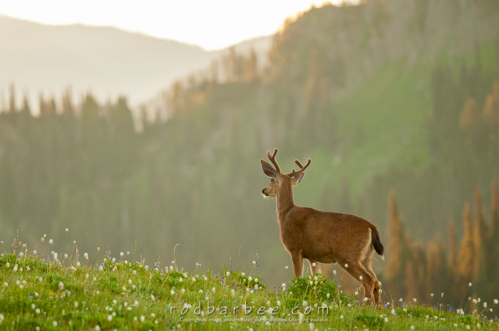 Barbee_130721_3_2661 | Columbia blacktail deer on Hurricane Ridge, Olympic National Park, WA