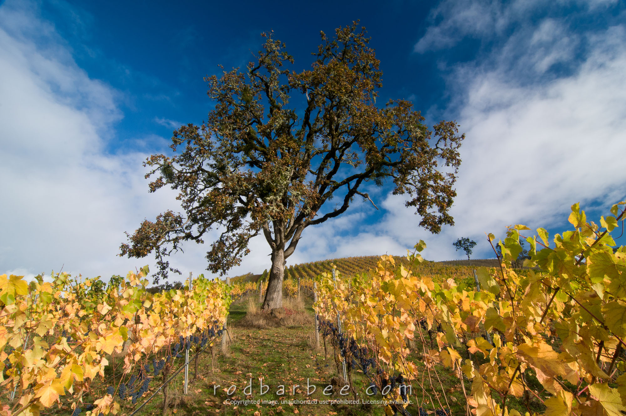 Barbee_111022_3_4229-Edit |  Lone tree in the vineyard at Maysara Winery