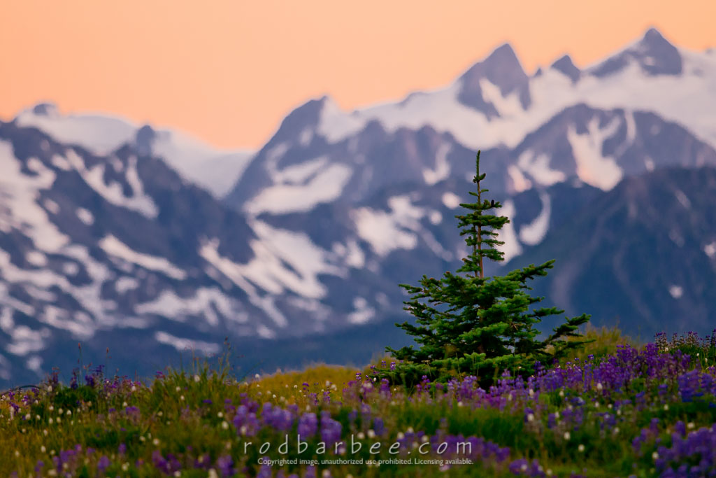 Barbee_090720_3_1261_Edit-Edit | Subalpine fir on Hurricane Ridge. Mt. Carrie in background. Olympic National Park.