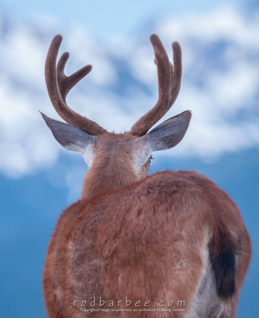 Barbee_130721_3_2595 | Columbia Blacktail deer from Hurricane Ridge